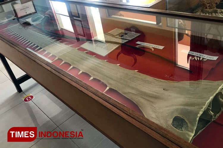 Menjelajahi Museum Zoologi Frater Vianney, Satu-Satunya Museum Zoologi di Jawa Timur