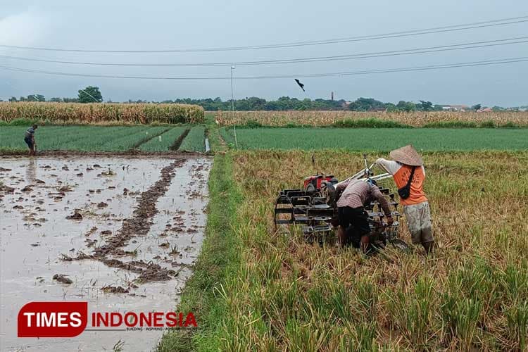 Wamentan Sebut Penambahan Lahan Sawah di Jateng Terbesar Nasional