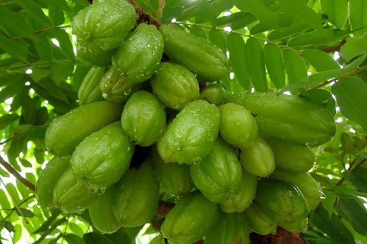 Ragam Manfaat Belimbing Wuluh, Obati Jerawat hingga Cegah Diabetes