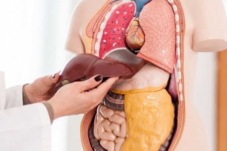 Fungsi Organ Tubuh Menurun 1 Persen Setelah Usia 30 Tahun