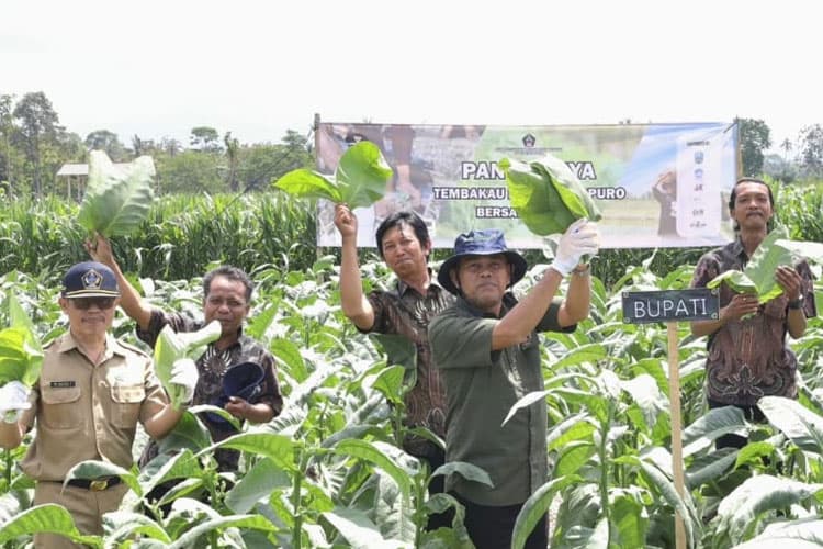 Perjalanan Panjang Kembalikan Kejayaan Tembakau Selopuro Blitar