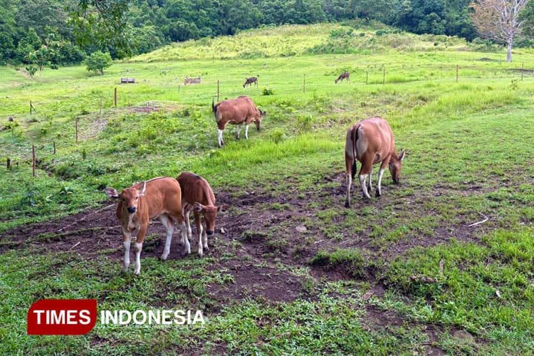 Menjaga Banteng Jawa Penjaga Rimba dari Ambang Kepunahan di Cagar Alam Pangandaran