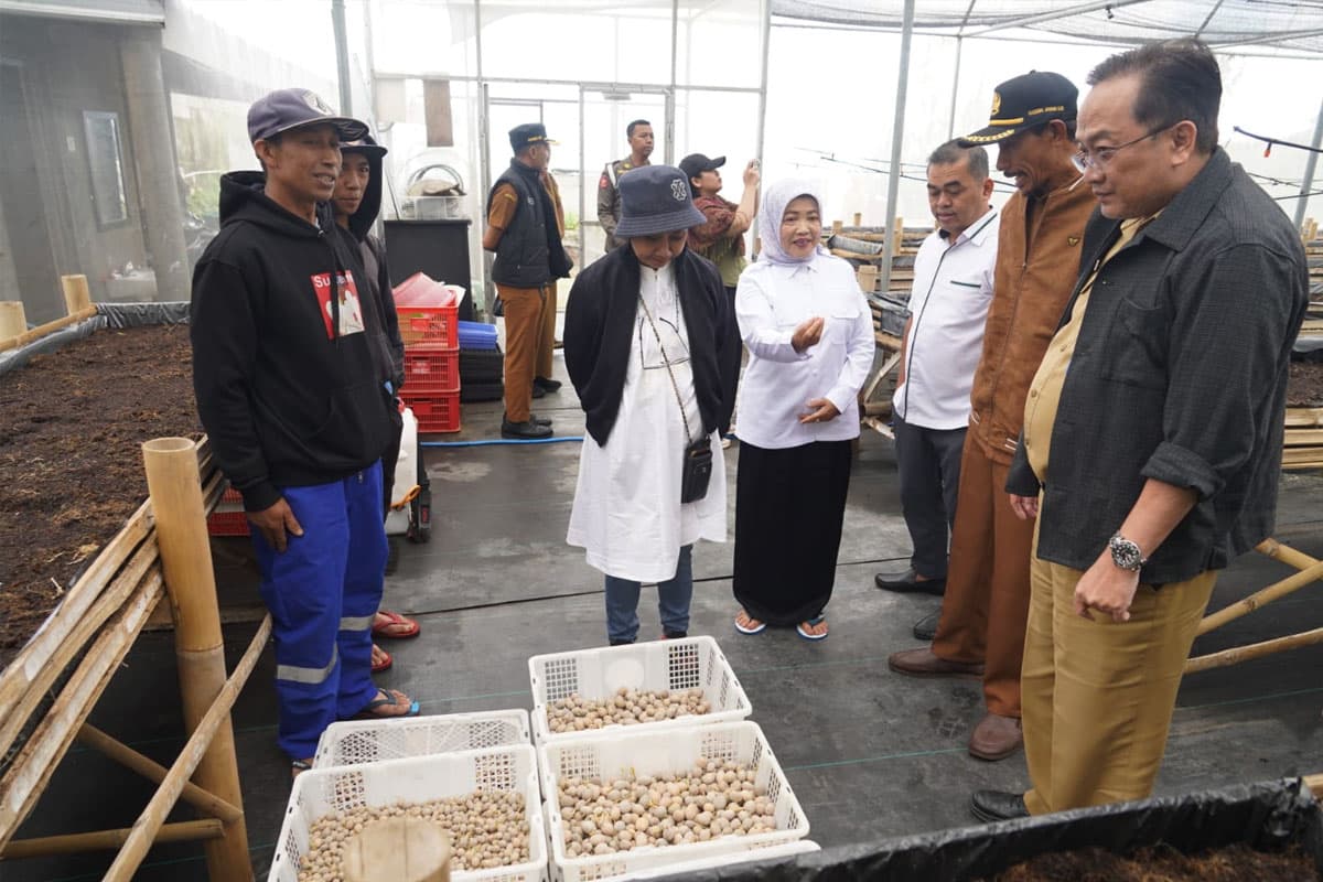 Aksi Hilirisasi Komoditas Kentang di Pujon, Gandeng Akademisi dan Calon Off Taker